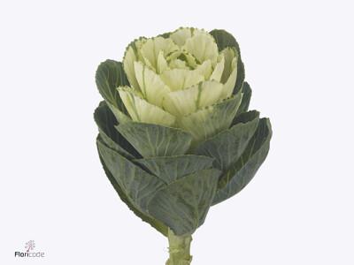 Brassica oleracea 'Airy'