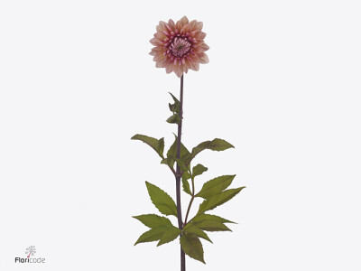 Dahlia (Decorative Grp) 'Sweet Sanne'