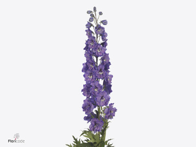 Delphinium dubbelbloemig (Elatum Grp) Amor Louise