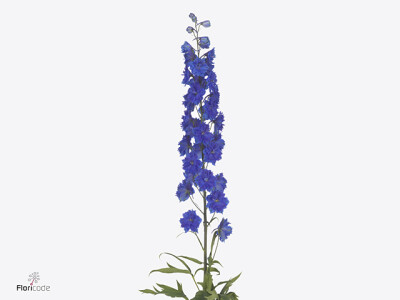 Delphinium dubbelbloemig (Elatum Grp) Amor Midnight Sky