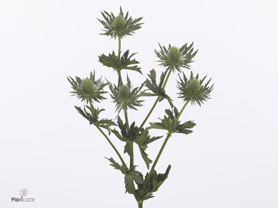 Eryngium alpinum 'Gemini Questar'