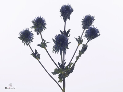 Eryngium alpinum 'Scorpius Questar'