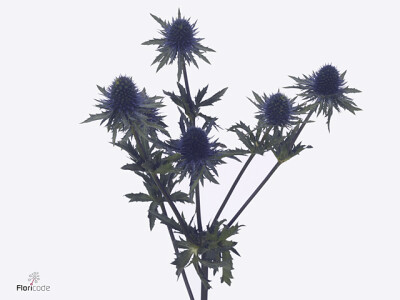 Eryngium alpinum 'Perseus Questar'