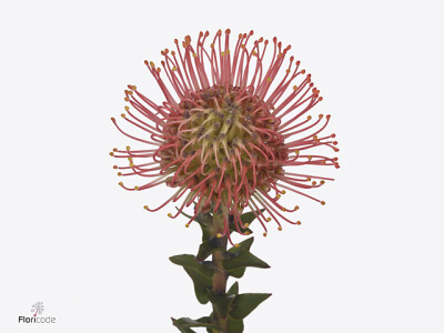 Leucospermum Ayoba Pink Guava