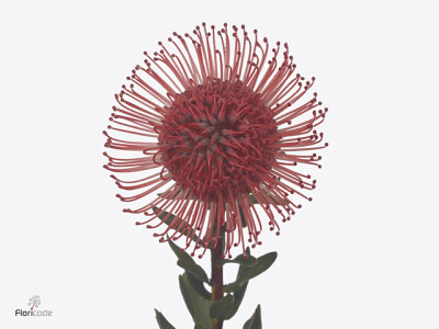 Leucospermum Ayoba Magenta