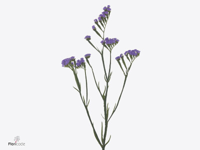 Limonium sinuatum Nile Sun Birds