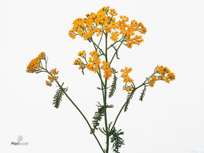 Achillea 'Terracotta'