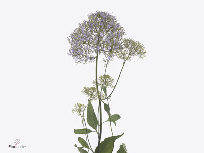 Trachelium caeruleum 'Corine Light Blue'