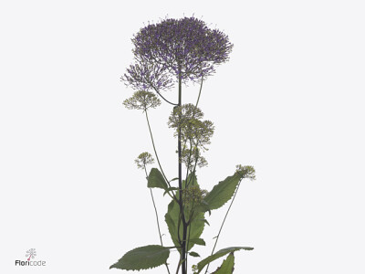 Trachelium caeruleum 'Corine Purple'