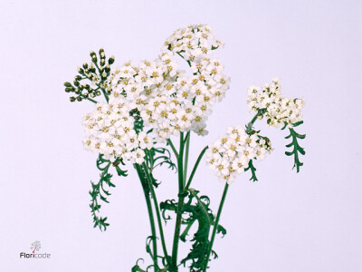 Achillea millefolium 'Masterclass White'