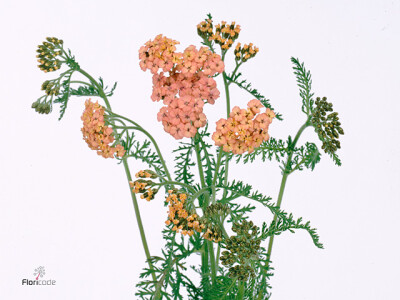 Achillea millefolium 'Masterclass Peach'