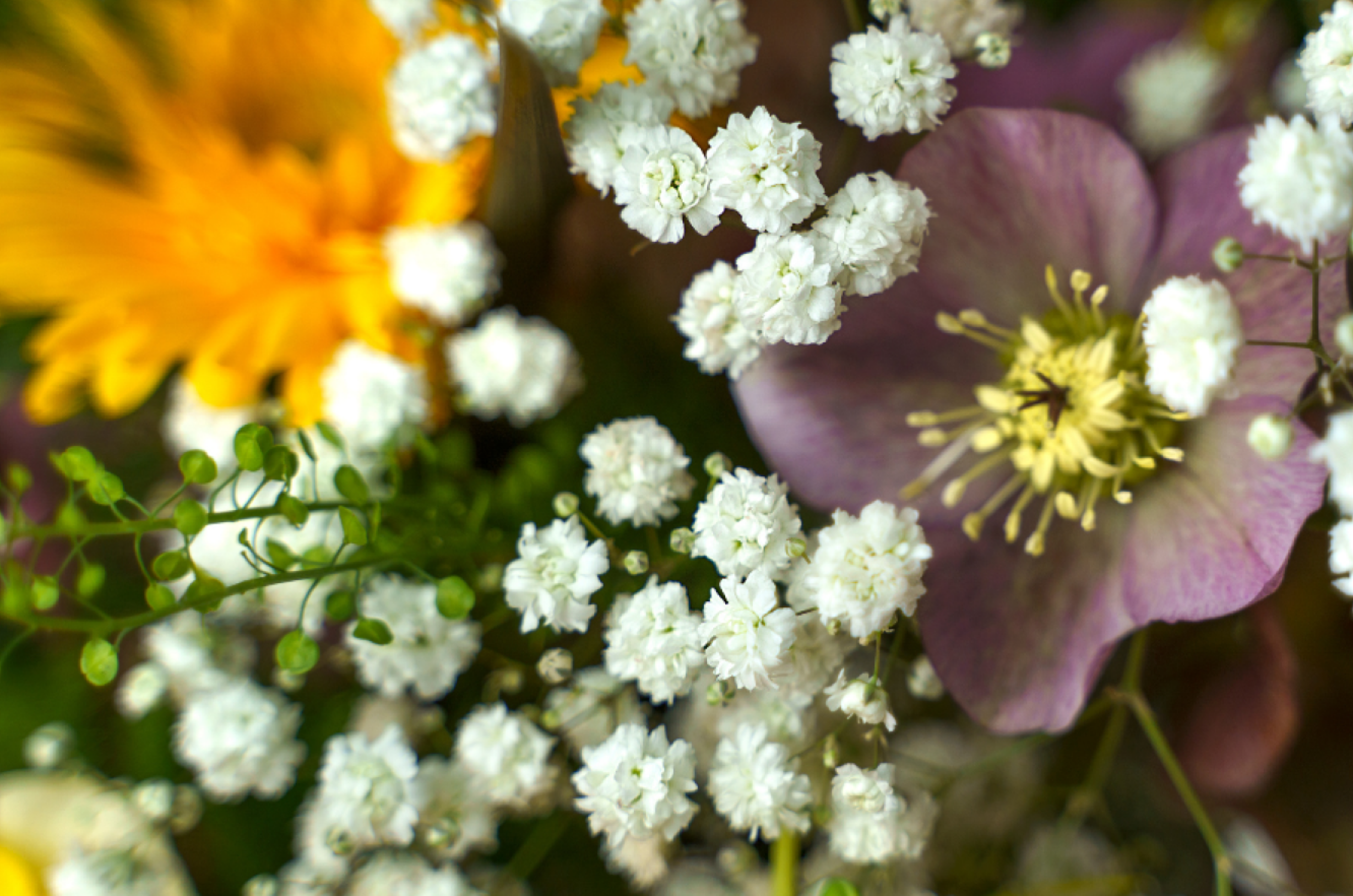 Gypsophila-1-goed.png