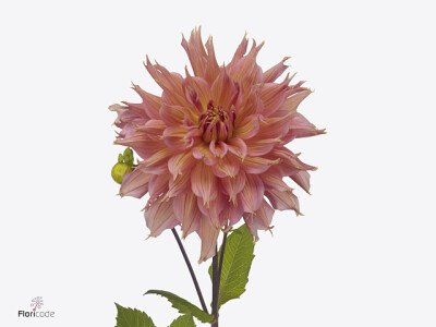 Dahlia (Fimbriated Grp) 'Omega'