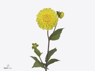 Dahlia (Decorative Grp) 'Yellow Symphony'