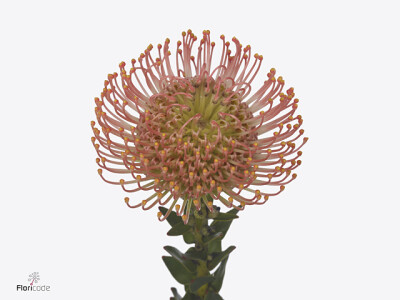 Leucospermum Ayoba Pink Marshmallow