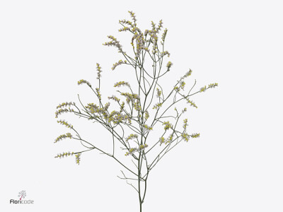 Limonium sinense Regina Diamond