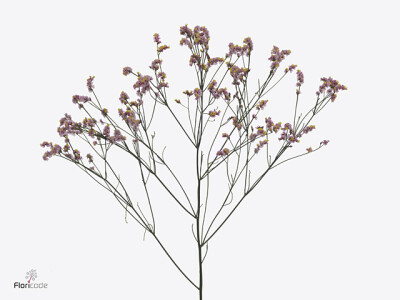 Limonium sinense Divine Diamond