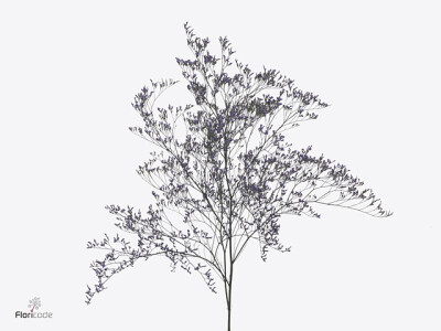 Limonium Blue Fantasia Marine