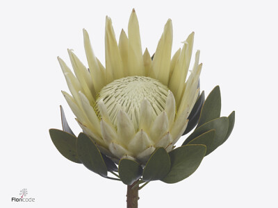 Protea cynaroides 'Dave'