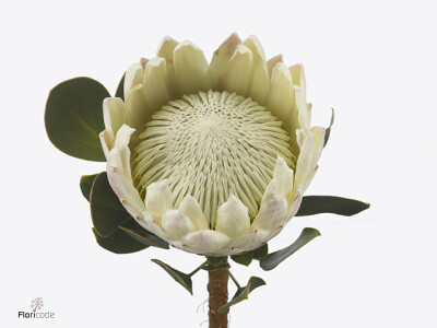 Protea cynaroides 'Elaine'