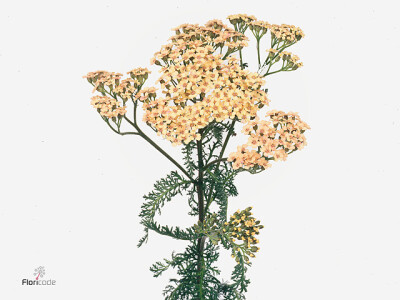 Achillea millefolium 'Cleopatra'