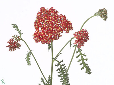 Achillea millefolium 'Cindy'