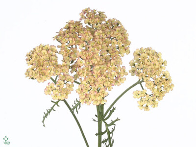 Achillea millefolium 'Annemieke'