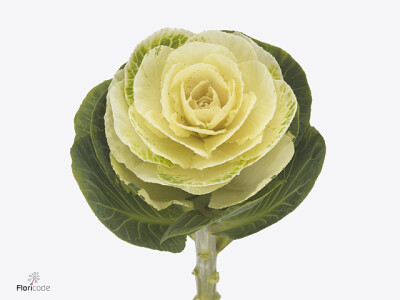 Brassica oleracea Empire White