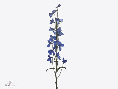 Delphinium enkelbloemig cultorum Bella Andes Azure