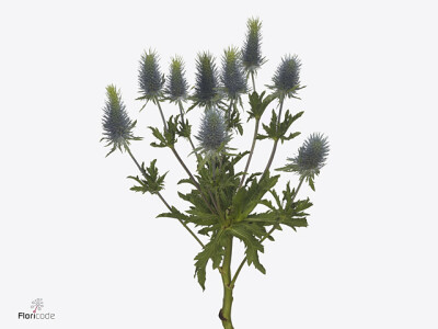 Eryngium alpinum Pacific Blue Sky