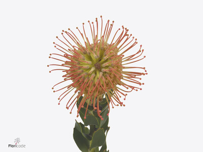 Leucospermum 'Queen Juliana'