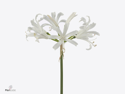 Nerine bowdenii 'Jolene'