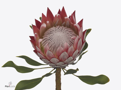 Protea cynaroides 'Craig'