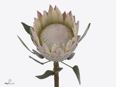 Protea cynaroides 'Hansol'