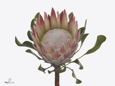 Protea cynaroides 'Mary D'