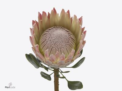 Protea cynaroides 'Felix'