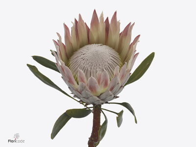 Protea cynaroides 'Angus'