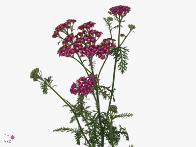 Achillea millefolium 'Masterclass Purple'