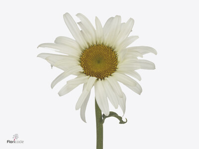 Leucanthemum (Superbum Grp) Harmony