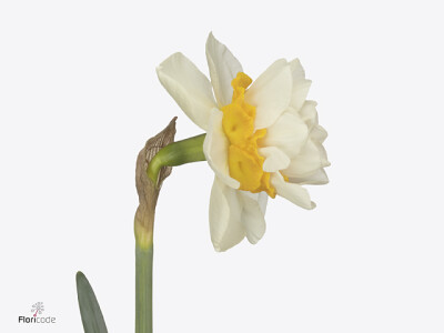 Narcissus (Double Grp) 'Attention'