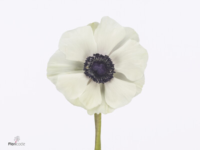 Anemone coronaria 'Mistral Plus White Panda'