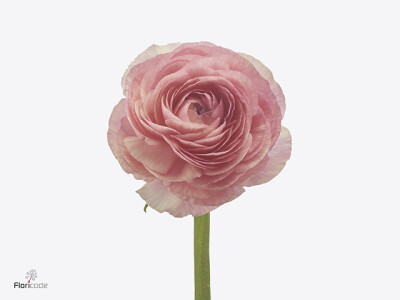 Ranunculus asiaticus 'Real Loren'