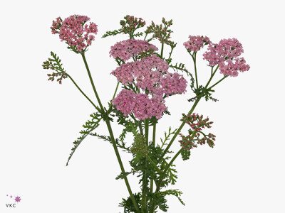 Achillea millefolium 'Anita'