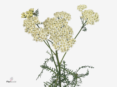 Achillea millefolium 'Yuna'
