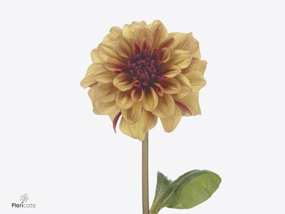 Dahlia (Decorative Grp) 'Creme de Cognac'