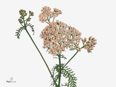 Achillea millefolium 'Anita Champagne'