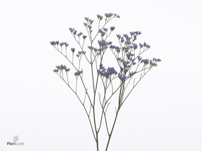 Limonium Utah Blue