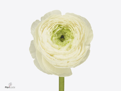 Ranunculus asiaticus Success Polar