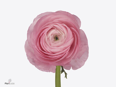 Ranunculus asiaticus Success Blush