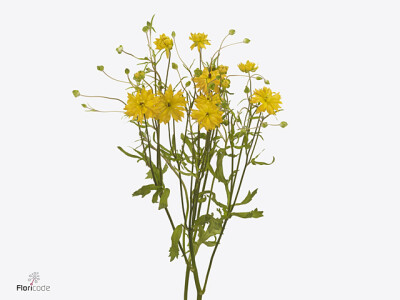 Ranunculus Natura Moderna Proxima